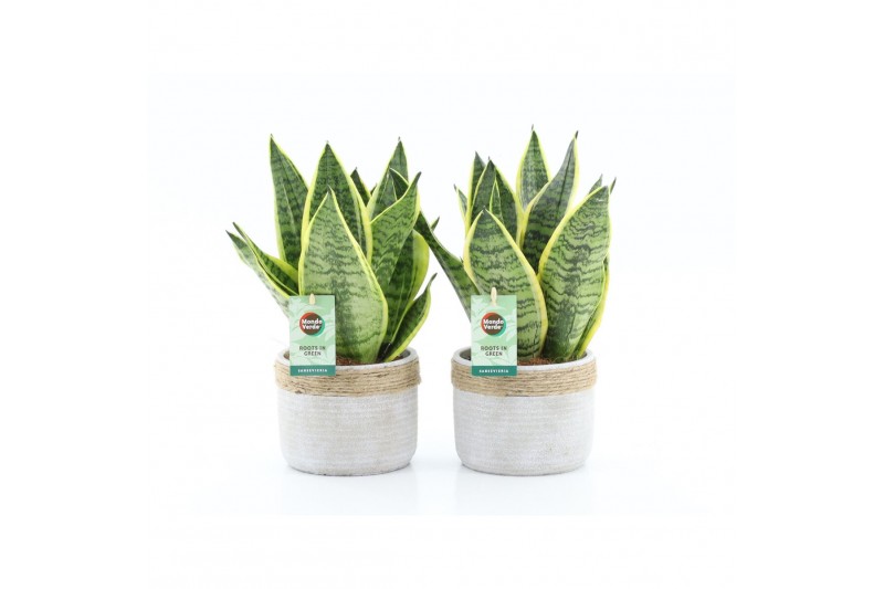 Sansevieria trifasciata futura superba Sanseviera Futura Superba in St 