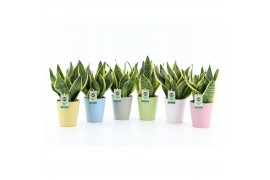 Sansevieria trifasciata futura superba Sansevieria in Pastel keramiek 