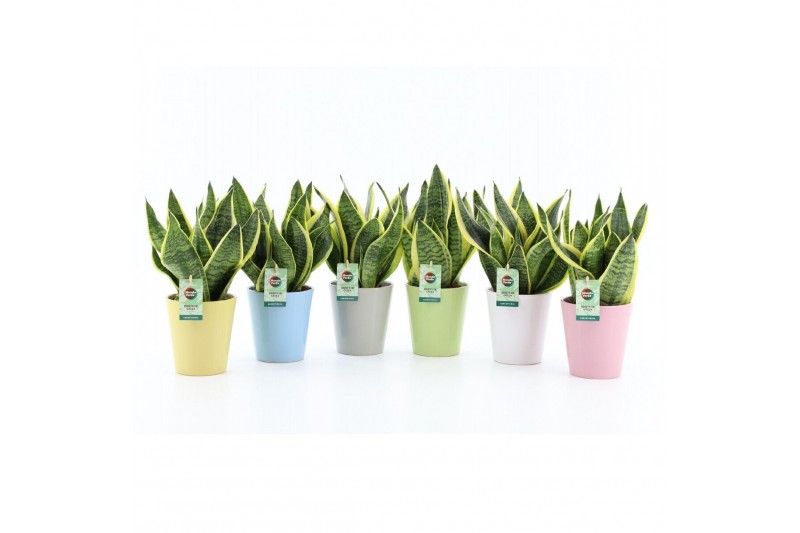 Sansevieria trifasciata futura superba Sansevieria in Pastel keramiek  