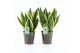 Sansevieria trifasciata futura superba Sanseviera Futura Superba in Ir 