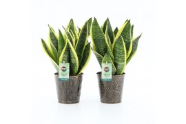 Sansevieria trifasciata futura superba Sanseviera Futura Superba in Ir