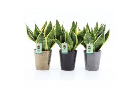 Sansevieria trifasciata futura superba Sansevieria in Infinity keramie