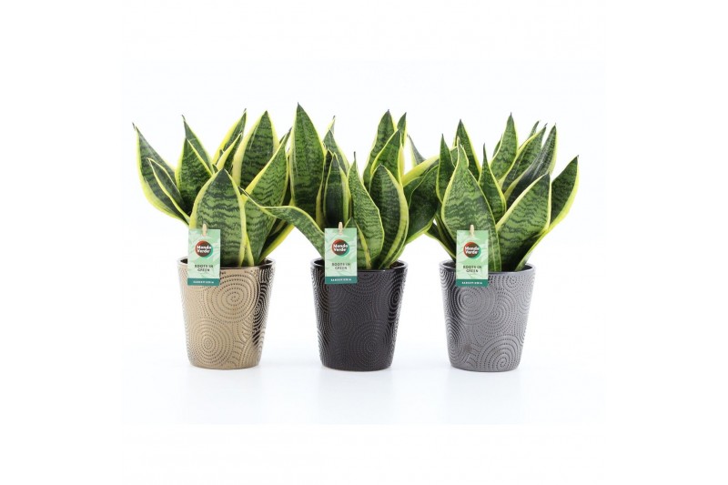 Sansevieria trifasciata futura superba Sansevieria in Infinity keramie Sansevieria trifasciata futura superba Sansevieria in Infinity keramie