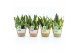 Sansevieria trifasciata futura superba Sansevieria Futura Superba in N 