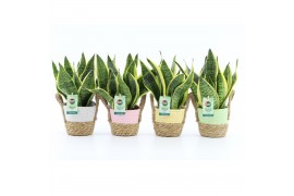 Sansevieria trifasciata futura superba Sansevieria Futura Superba in N