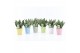Sansevieria trifasciata black coral Sansevieria Black Coral in Pastel  