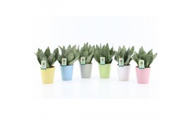 Sansevieria trifasciata black coral Sansevieria Black Coral in Pastel 