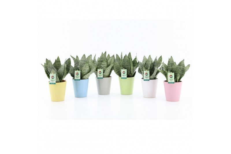 Sansevieria trifasciata black coral Sansevieria Black Coral in Pastel  
