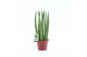 Sansevieria cylindrica Sansevieria Cylindrica Straight 