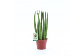 Sansevieria cylindrica Sansevieria Cylindrica Straight