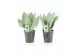 Sansevieria trifasciata moonshine Sanseviera Moonshine in Iron-Leaf 3  
