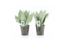 Sansevieria trifasciata moonshine Sanseviera Moonshine in Iron-Leaf 3 