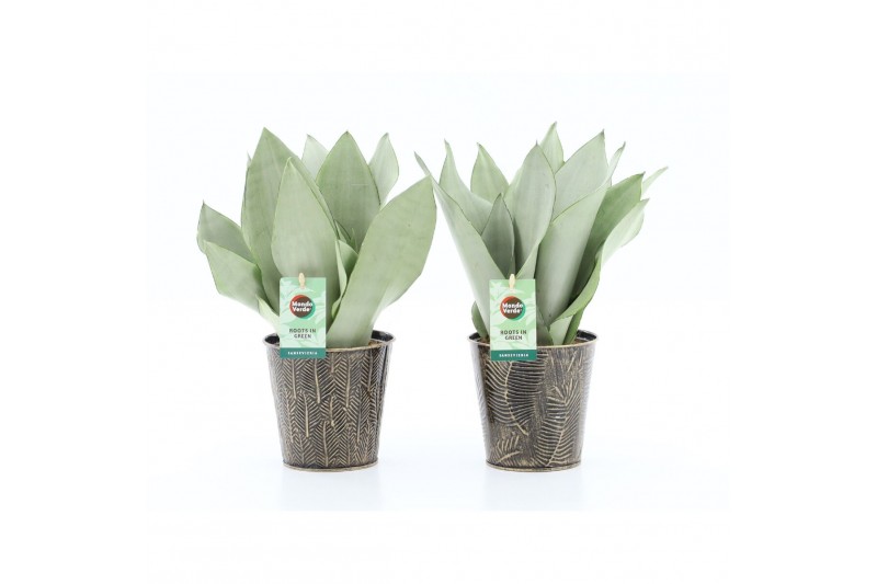 Sansevieria trifasciata moonshine Sanseviera Moonshine in Iron-Leaf 3 Sansevieria trifasciata moonshine Sanseviera Moonshine in Iron-Leaf 3
