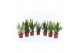Sansevieria Sansevieria Specialties Mix 