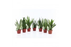 Sansevieria Sansevieria Specialties Mix
