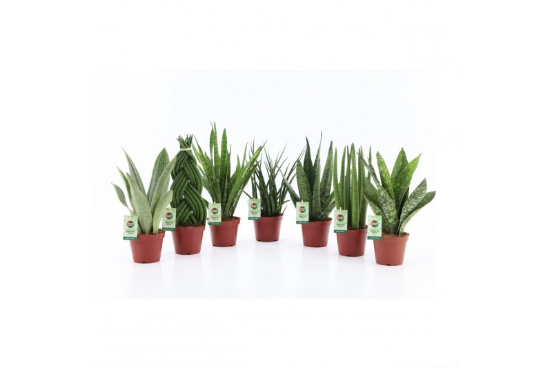 Sansevieria Sansevieria Specialties Mix 