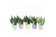 Sansevieria Sansevieria Mix in Pastel Stripe keramiek 3 pp 