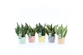 Sansevieria Sansevieria Mix in Pastel Stripe keramiek 3 pp