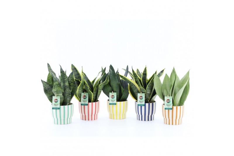 Sansevieria Sansevieria Mix in Pastel Stripe keramiek 3 pp Sansevieria Sansevieria Mix in Pastel Stripe keramiek 3 pp