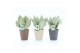 Sansevieria trifasciata moonshine Sansevieria Moonshine in Nature kera 