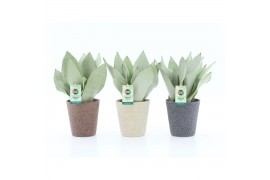 Sansevieria trifasciata moonshine Sansevieria Moonshine in Nature kera