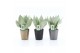 Sansevieria trifasciata moonshine Sansevieria Moonshine in Infinity ke 