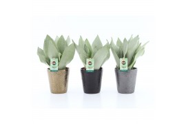 Sansevieria trifasciata moonshine Sansevieria Moonshine in Infinity ke