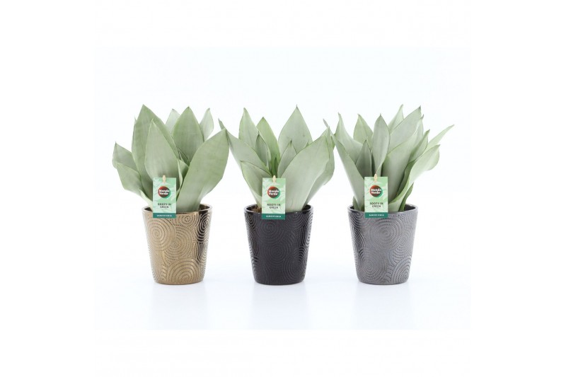 Sansevieria trifasciata moonshine Sansevieria Moonshine in Infinity ke 