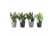 Sansevieria Sansevieria Mix in Infinity keramiek 3 pp 