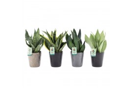Sansevieria Sansevieria Mix in Infinity keramiek 3 pp