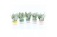 Sansevieria trifasciata moonshine Sanseviera Moonshine in Two Tone ker 