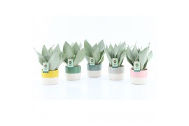 Sansevieria trifasciata moonshine Sanseviera Moonshine in Two Tone ker