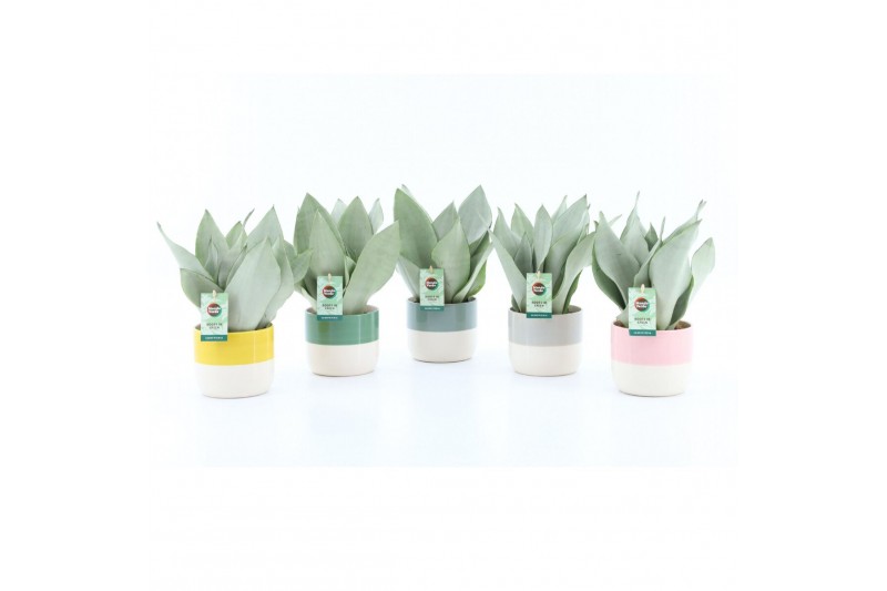 Sansevieria trifasciata moonshine Sanseviera Moonshine in Two Tone ker 