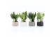 Sansevieria Sansevieria Mix in Shengzi schalen 3 pp 
