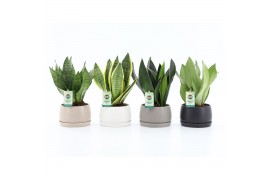 Sansevieria Sansevieria Mix in Shengzi schalen 3 pp