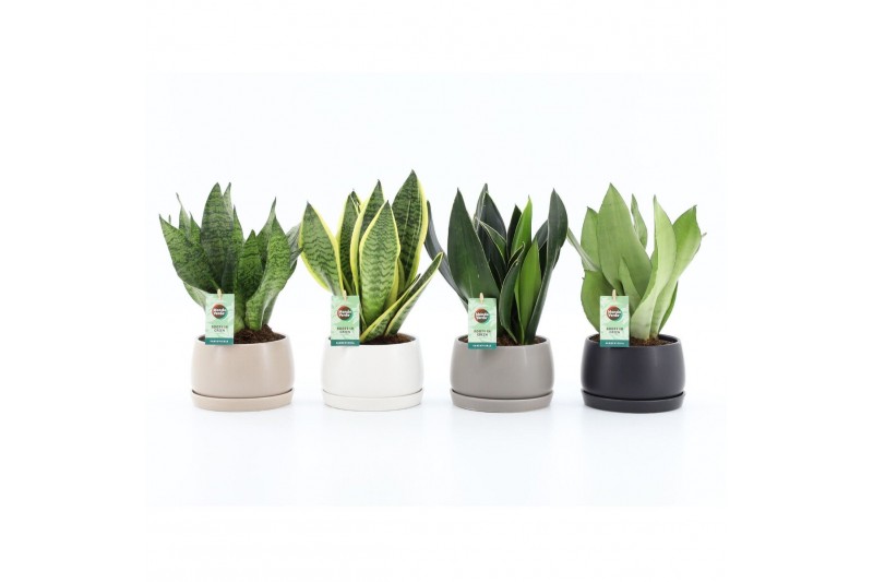 Sansevieria Sansevieria Mix in Shengzi schalen 3 pp 