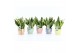 Sansevieria trifasciata futura superba Sanseviera Futura Superba in Pa 
