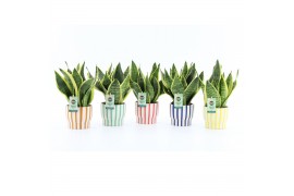 Sansevieria trifasciata futura superba Sanseviera Futura Superba in Pa
