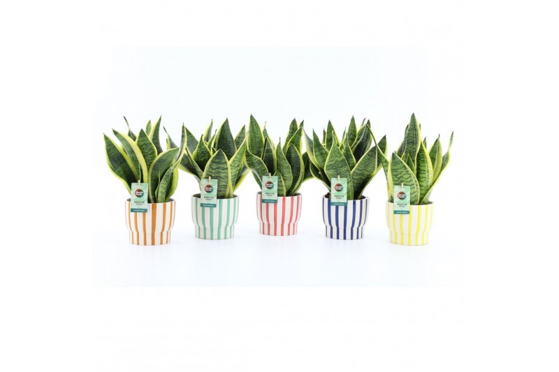 Sansevieria trifasciata futura superba Sanseviera Futura Superba in Pa 
