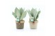 Sansevieria trifasciata moonshine Sansevieria Moonshine in Noah Deluxe 