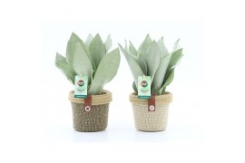 Sansevieria trifasciata moonshine Sansevieria Moonshine in Noah Deluxe