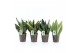 Sansevieria Sansevieria Mix in Iron Leaf 3 pp 