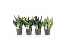 Sansevieria Sansevieria Mix in Iron Leaf 3 pp