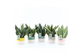 Sansevieria Sansevieria Mix in Two Tone keramiek 3 pp