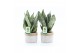 Sansevieria trifasciata black coral Sansevieria Black Coral in Sturdy  