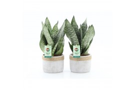 Sansevieria trifasciata black coral Sansevieria Black Coral in Sturdy 