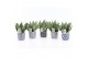 Sansevieria trifasciata black coral Sansevieria Black Coral in Delft B 