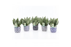Sansevieria trifasciata black coral Sansevieria Black Coral in Delft B