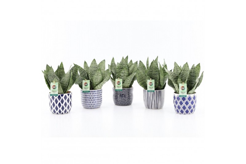 Sansevieria trifasciata black coral Sansevieria Black Coral in Delft B Sansevieria trifasciata black coral Sansevieria Black Coral in Delft B