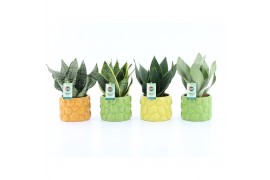 Sansevieria Sansevieria Mix in La Dolce Frutta 3 pp